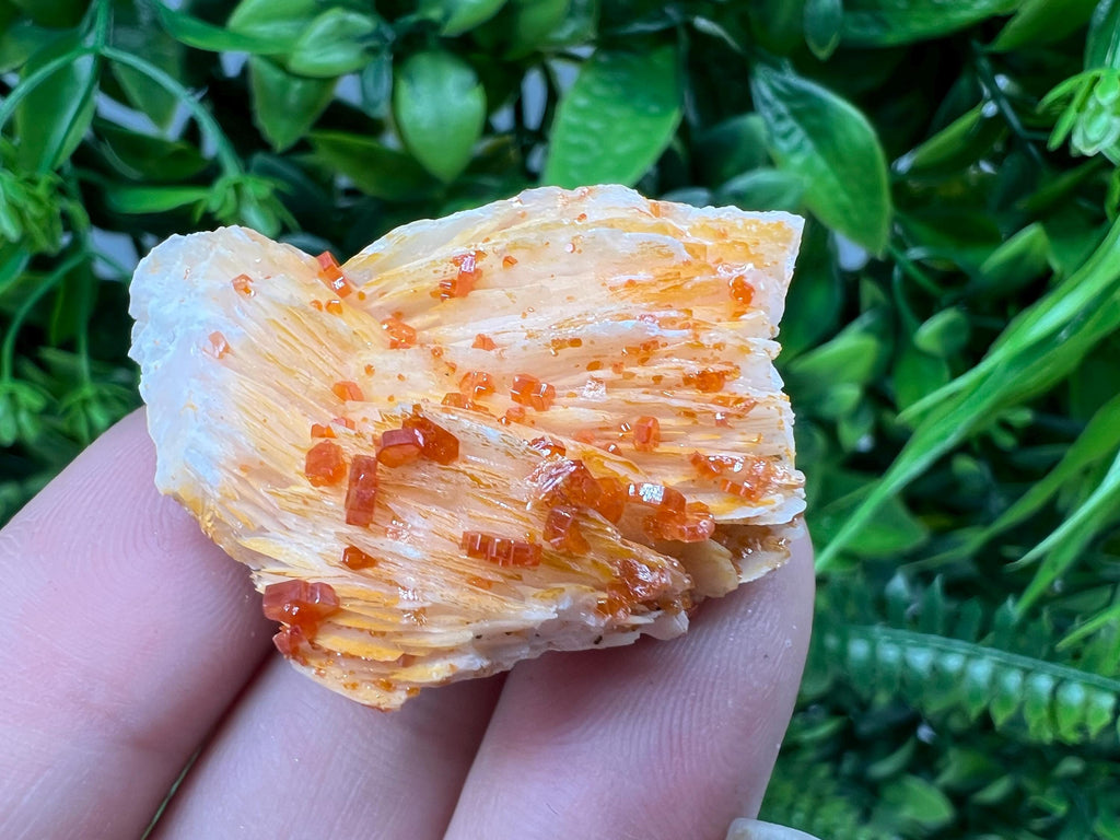 Red Vanadinite on Barite from Marocco,crystal minerals Speciment cluster Vanadinite crystal Vanadinite Geology Vanadinite cluster minerals