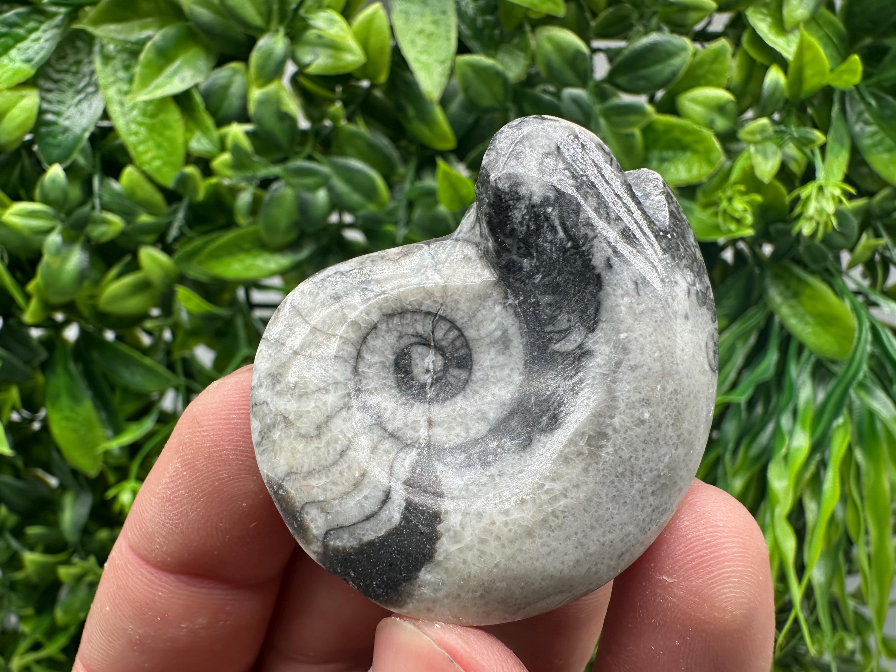 Natural Ammonite Fossil Conch, Reiki Healing Crystal Specimen, Madagascar