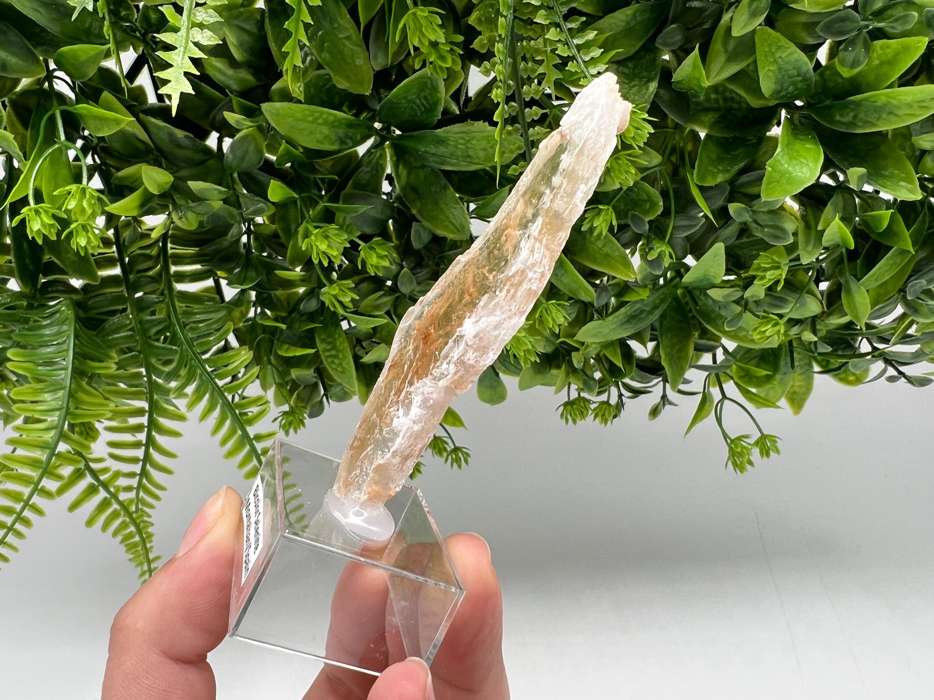 Golden Phantom Selenite Slab: Utah Raw Fishtail Selenite