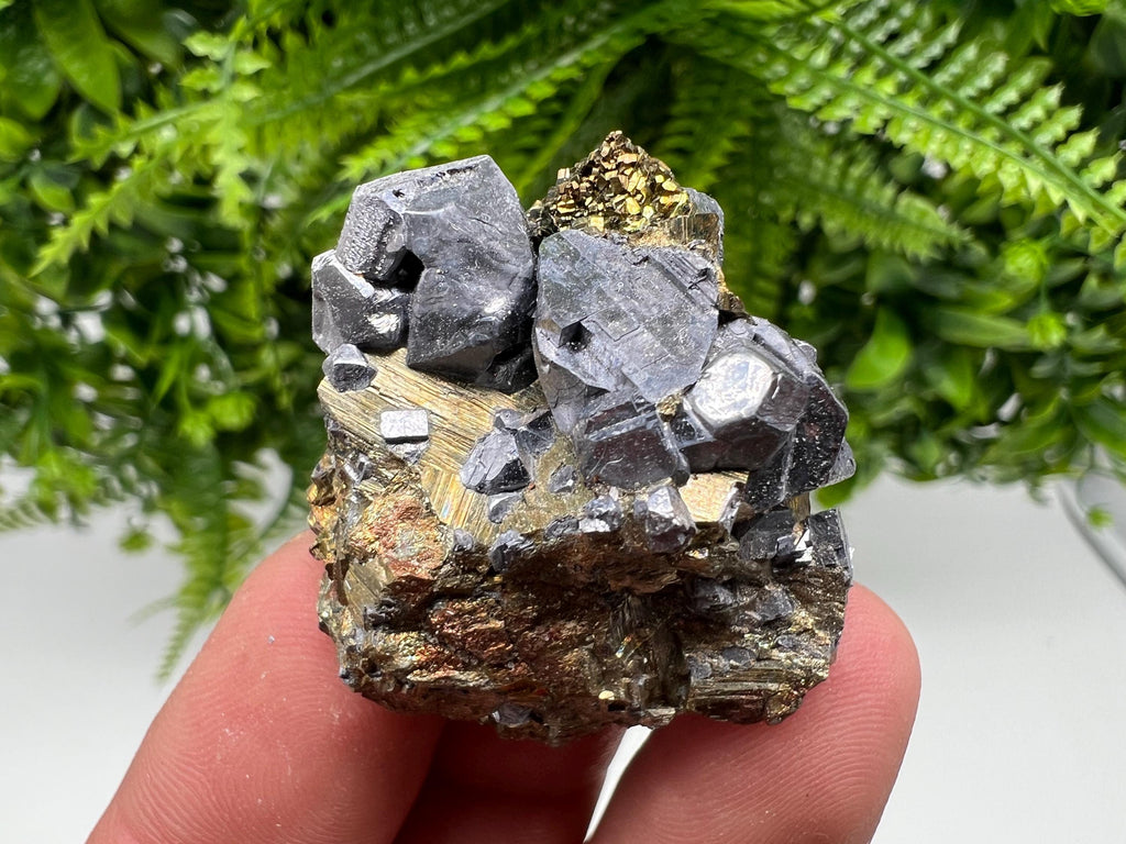 Galena on Pyrite Mineral Specimen: Borieva Mine, Bulgaria