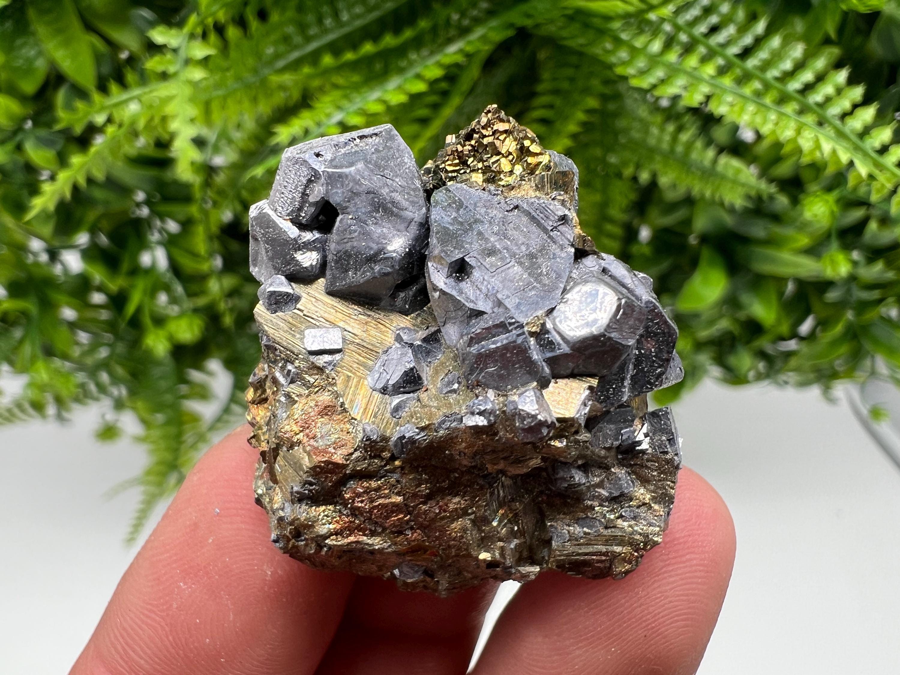 Galena on Pyrite Mineral Specimen: Borieva Mine, Bulgaria
