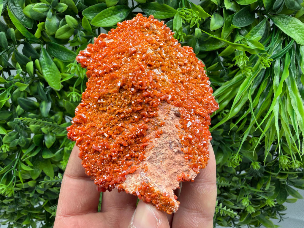 Red Vanadinite on Matrix from Marocco,crystal minerals Speciment cluster Vanadinite crystal Vanadinite Geology Vanadinite cluster minerals