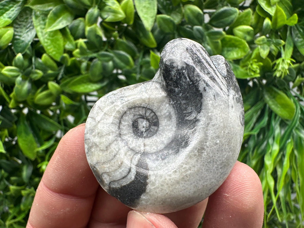 Natural Ammonite Fossil Conch, Reiki Healing Crystal Specimen, Madagascar