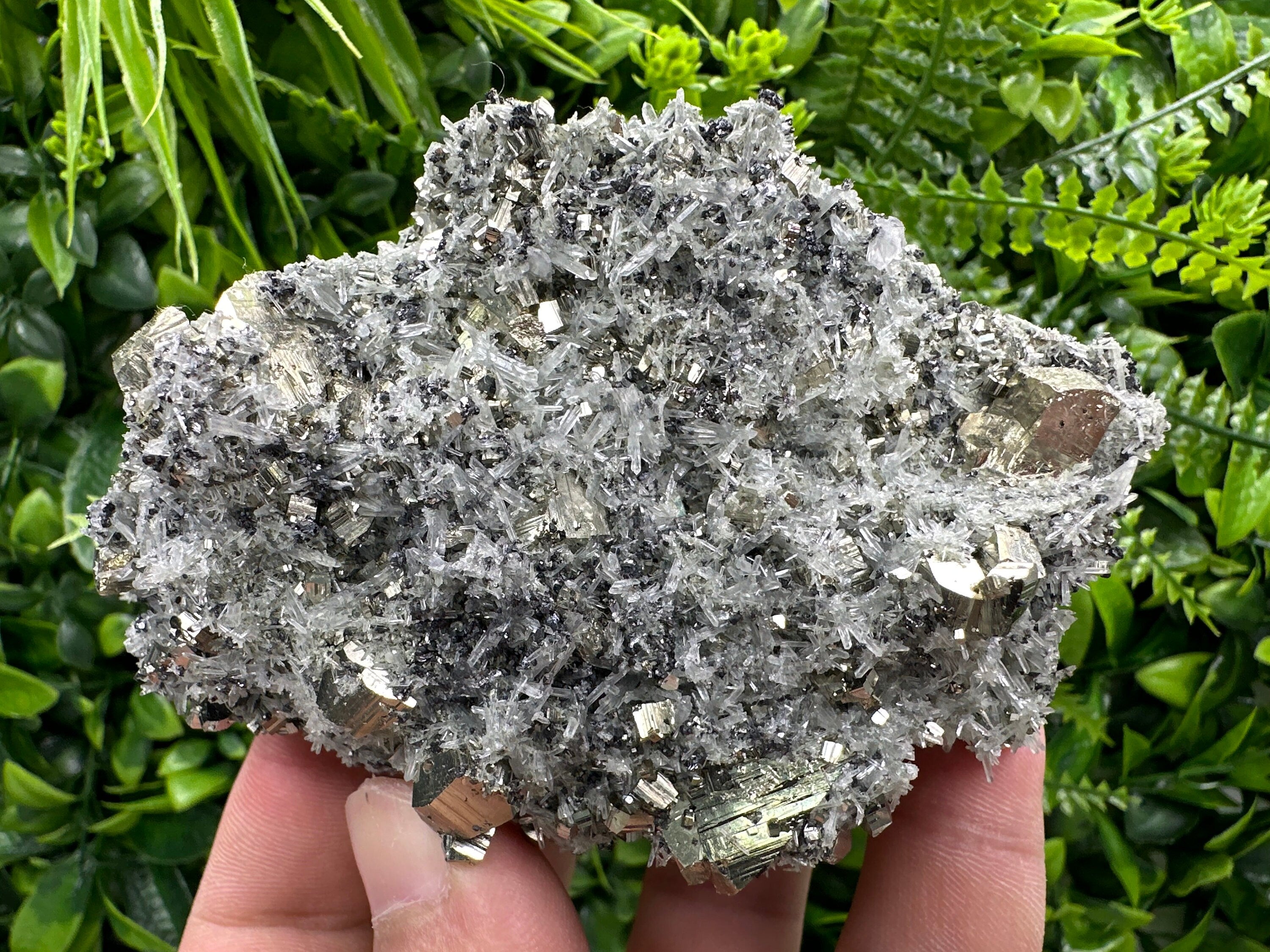 Pyrite on Quartz Needles: Borieva Mine Bulgaria Crystal Decor
