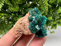 Stunning Green Dioptase from Sanda Hills,Mindouli,Pool Department,Mindouli District,Congo,green Dioptase,Dioptas Crystal,Dioptase collecting