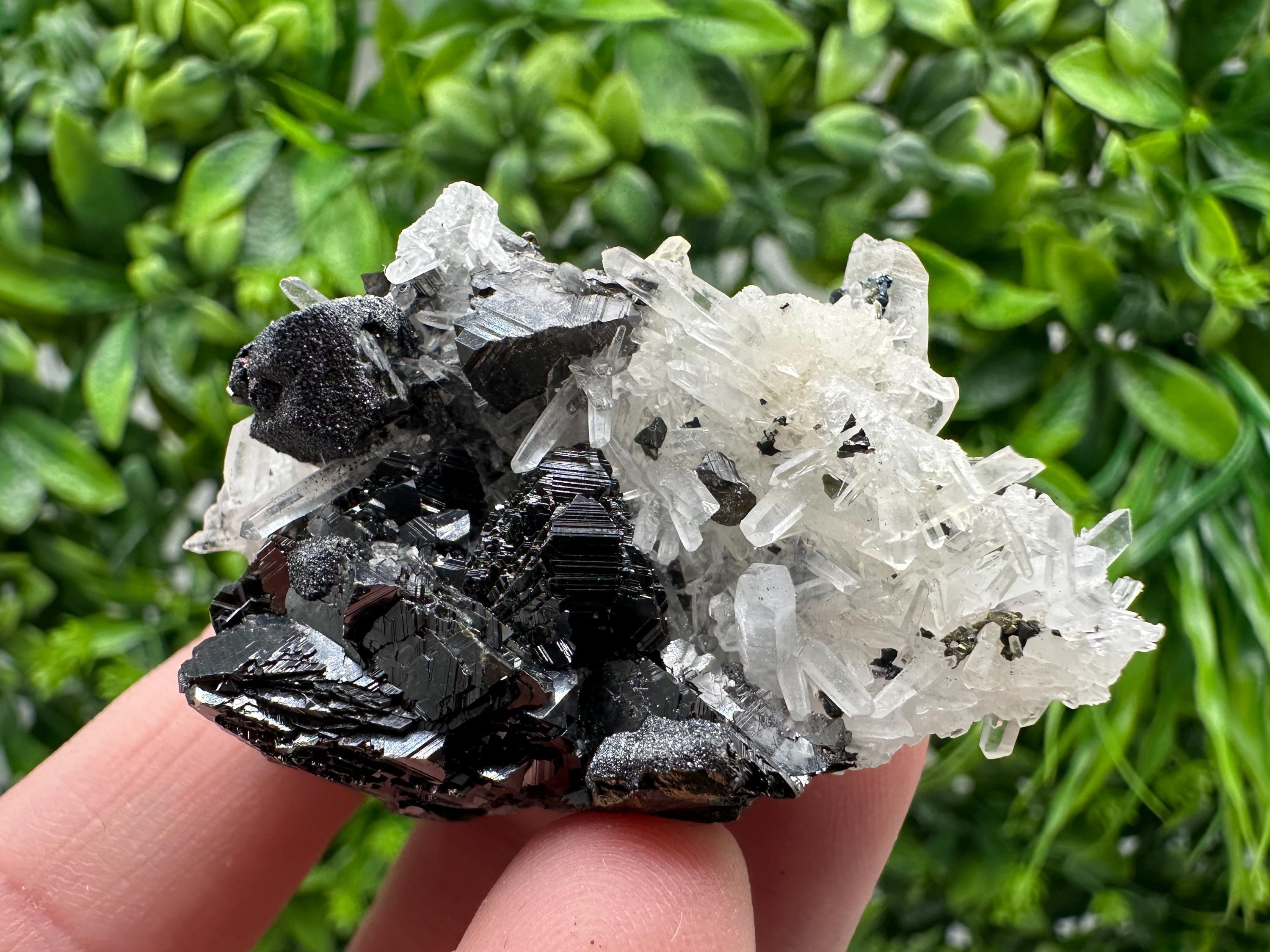 Wonderful Sphalerite Chalcopyrite on  Quartz whit Galena feom 9 th September mine,Bulgaria,natural,collection mineral specimen,gift