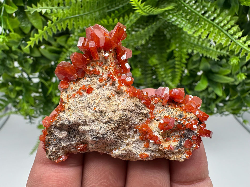 Red Vanadinite on Barite from Marocco,crystal minerals Speciment cluster Vanadinite crystal Vanadinite Geology Vanadinite cluster minerals