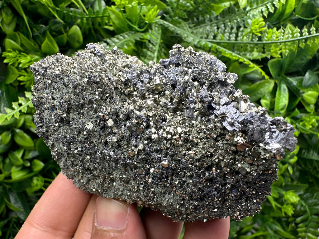 Galena on Pyrite Specimen: Borieva Mine, Bulgaria
