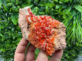 Red Vanadinite on Matrix from Marocco,crystal minerals Speciment cluster Vanadinite crystal Vanadinite Geology Vanadinite cluster minerals