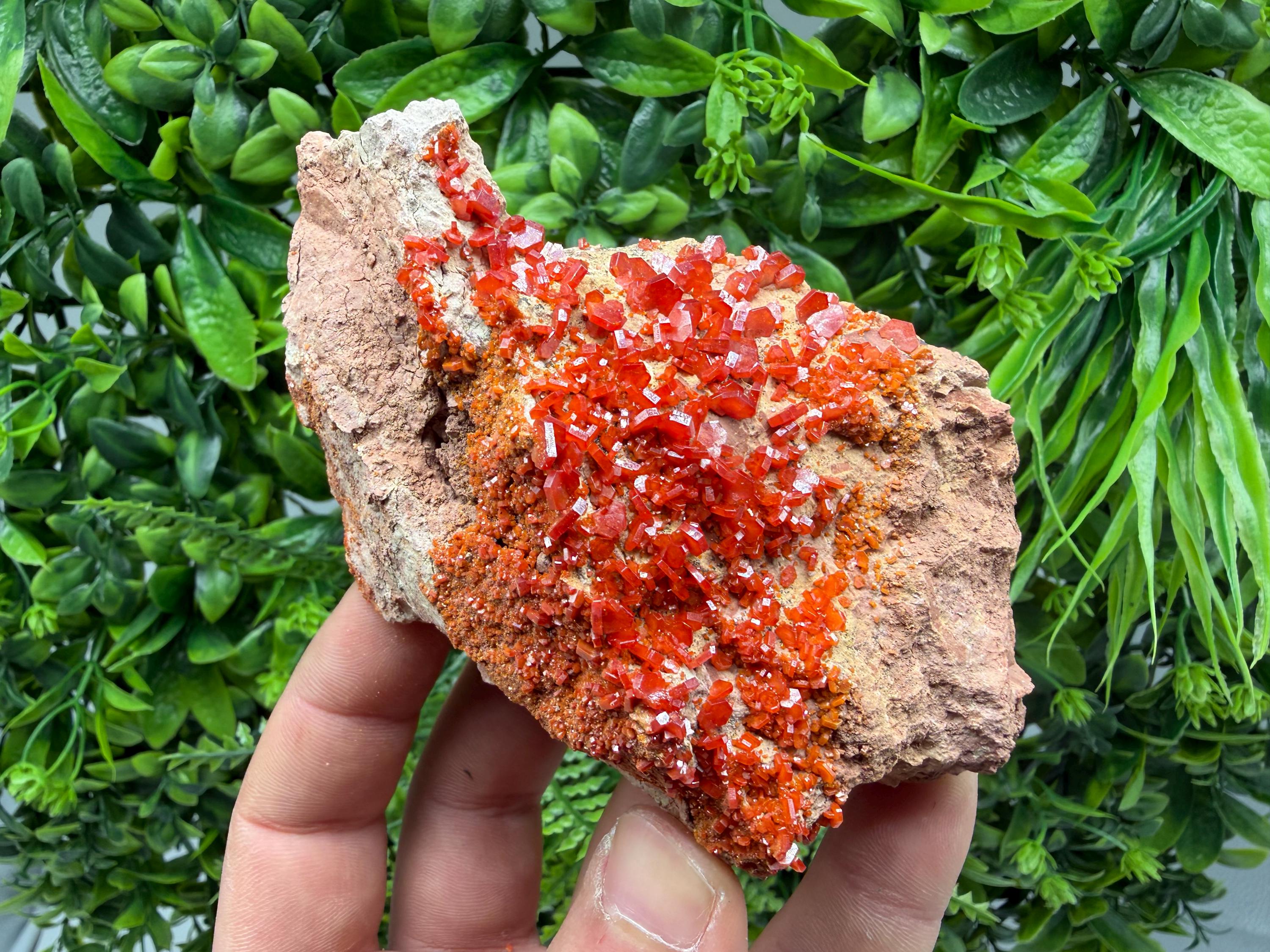Red Vanadinite on Matrix from Marocco,crystal minerals Speciment cluster Vanadinite crystal Vanadinite Geology Vanadinite cluster minerals