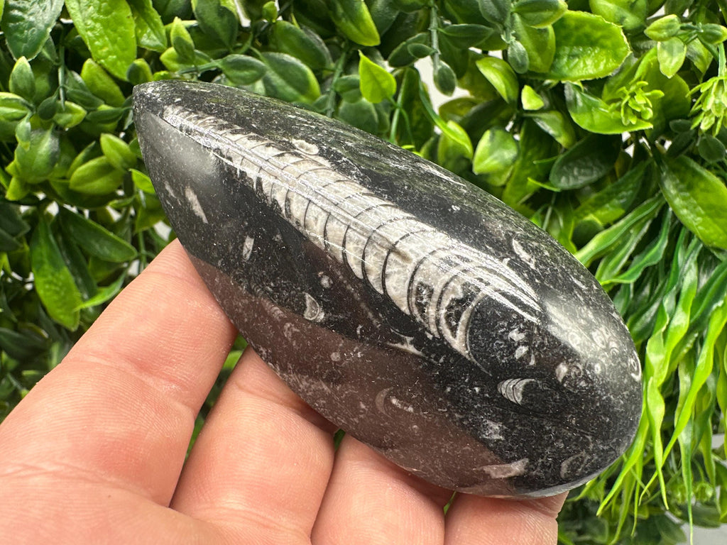 Polished Orthoceras Fossil Cabochon: Pear Shape Loose Gemstone