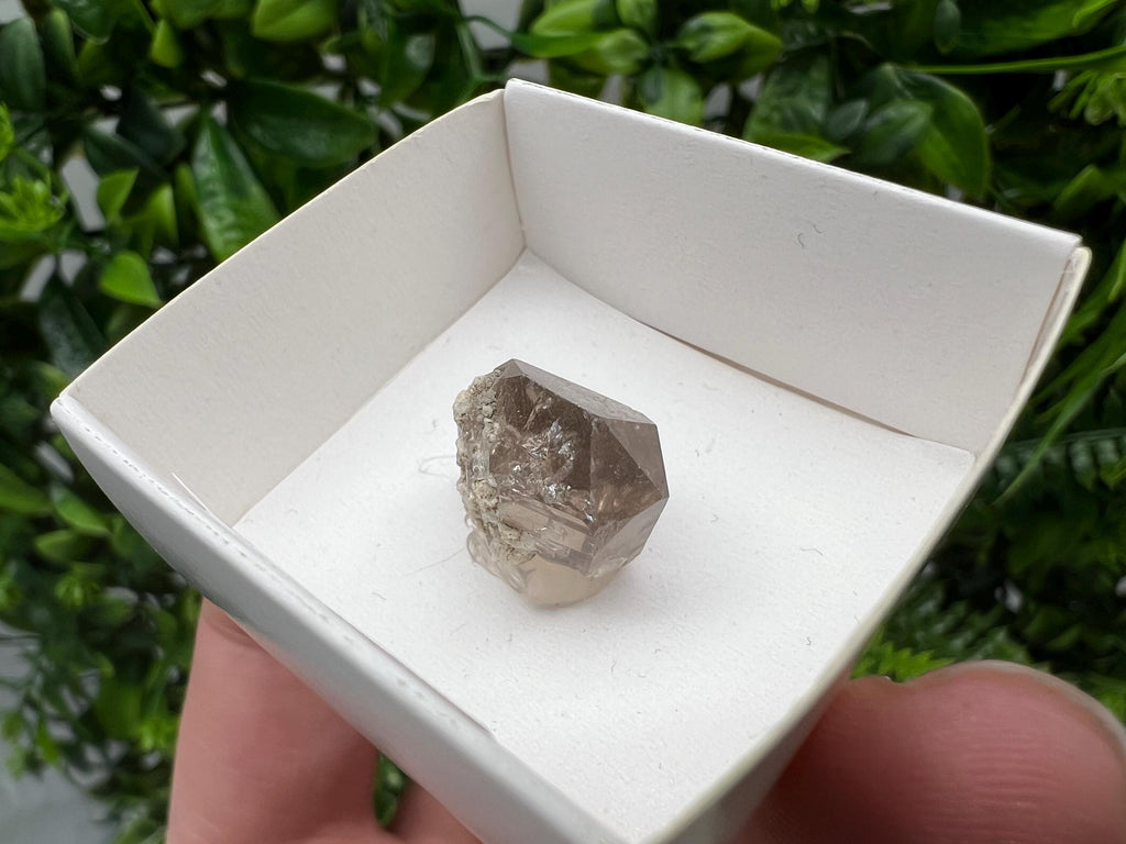 Rare Fedenstock Smoky Quartz Point, Swiss Mineral Specimen (20MM)