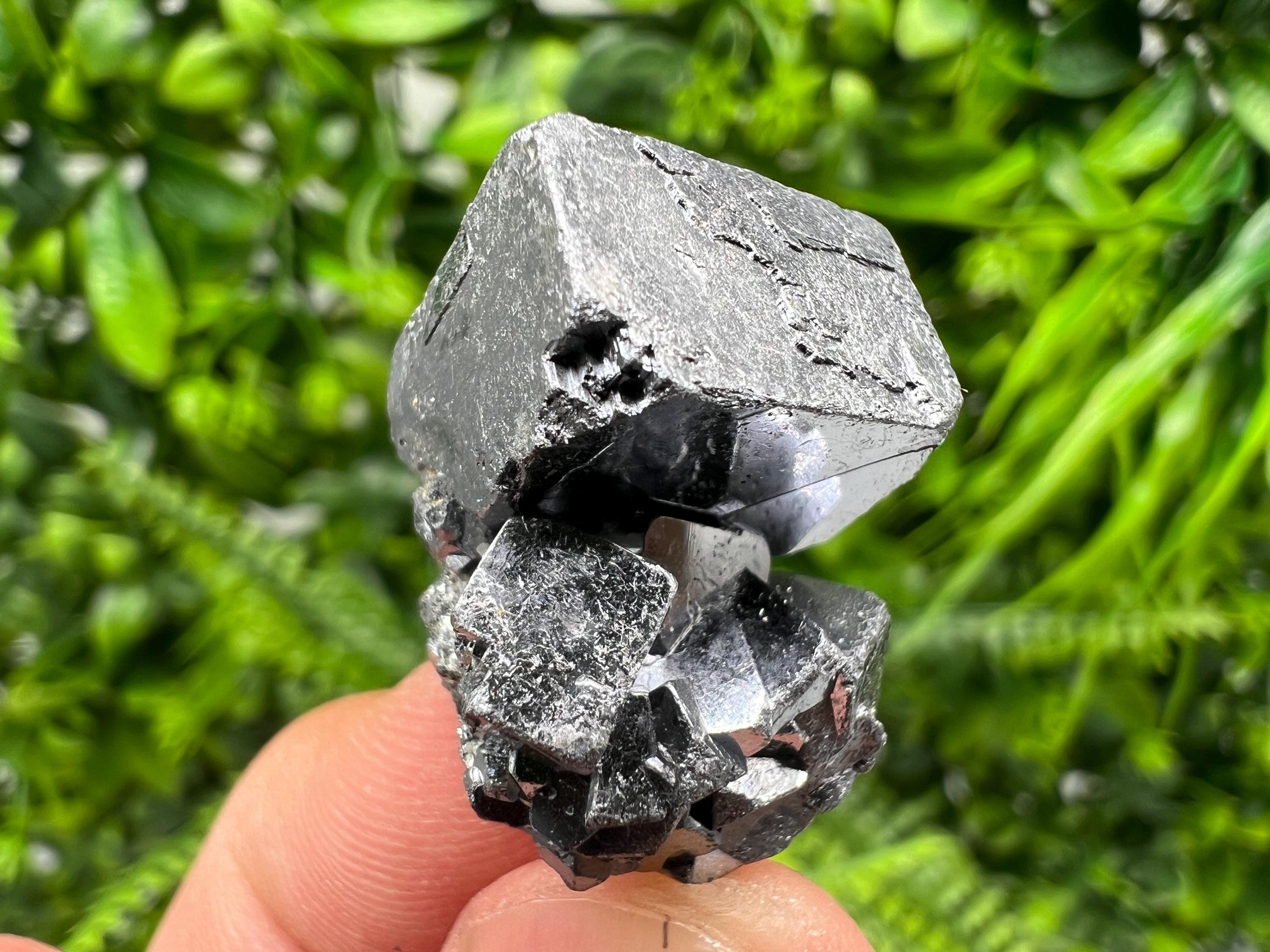 Shiny Galena Cluster: Borieva Mine, Madan Bulgaria