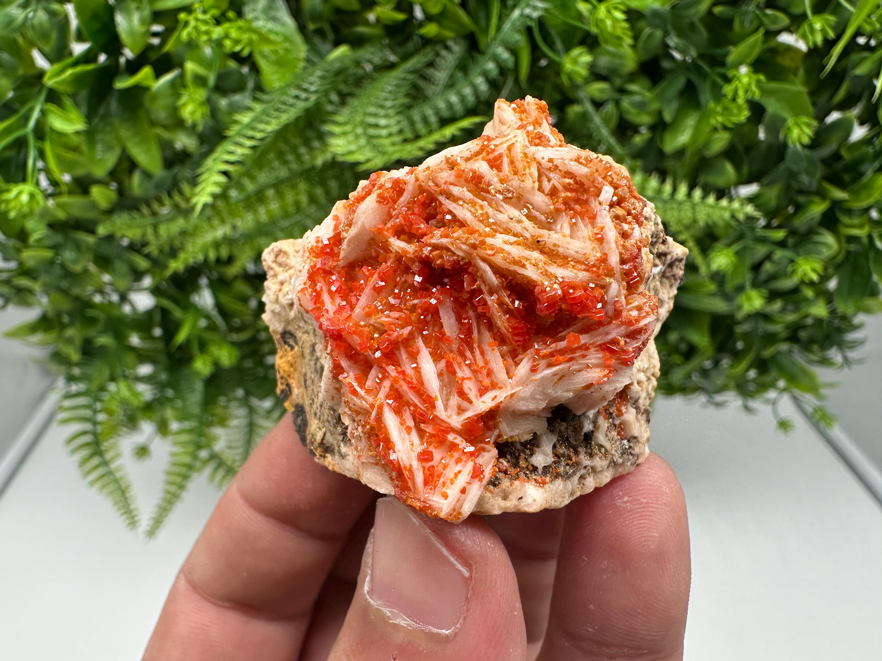 Red Vanadinite on Barite from Marocco,crystal minerals Speciment cluster Vanadinite crystal Vanadinite Geology Vanadinite cluster minerals