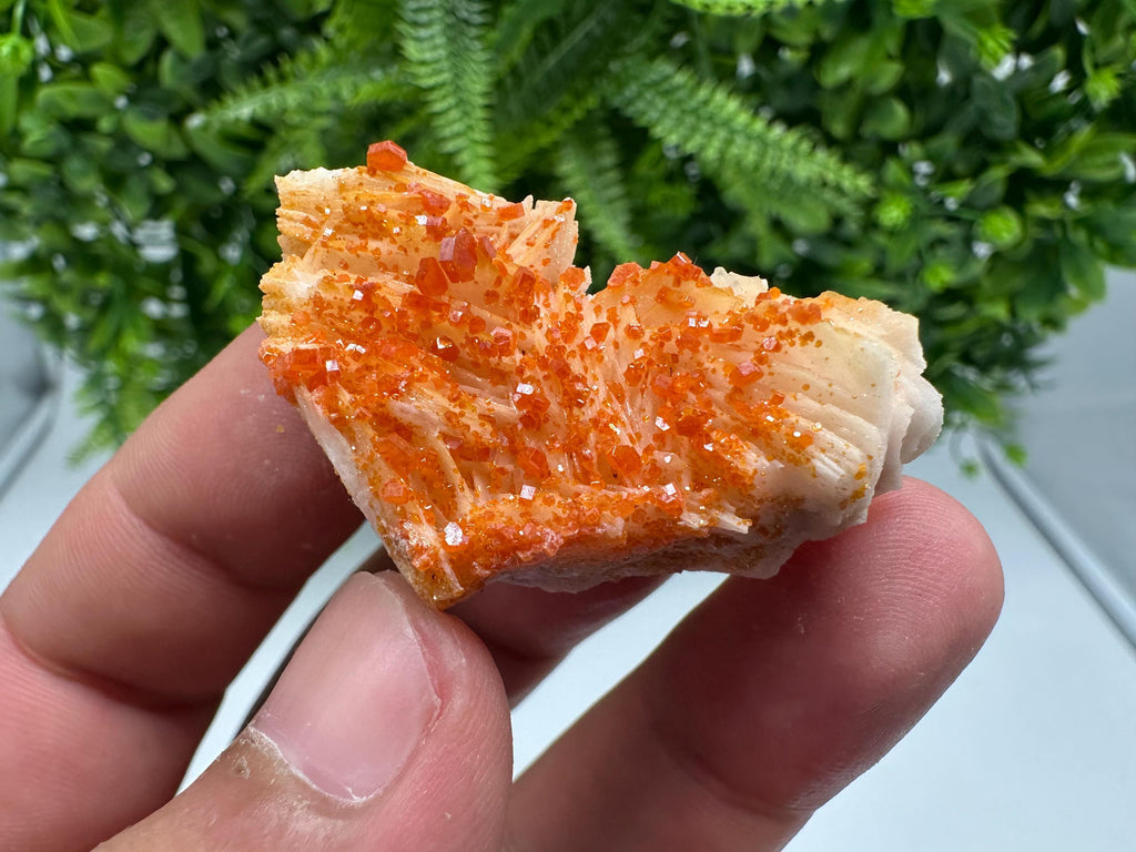 Red Vanadinite on Barite from Marocco,crystal minerals Speciment cluster Vanadinite crystal Vanadinite Geology Vanadinite cluster minerals
