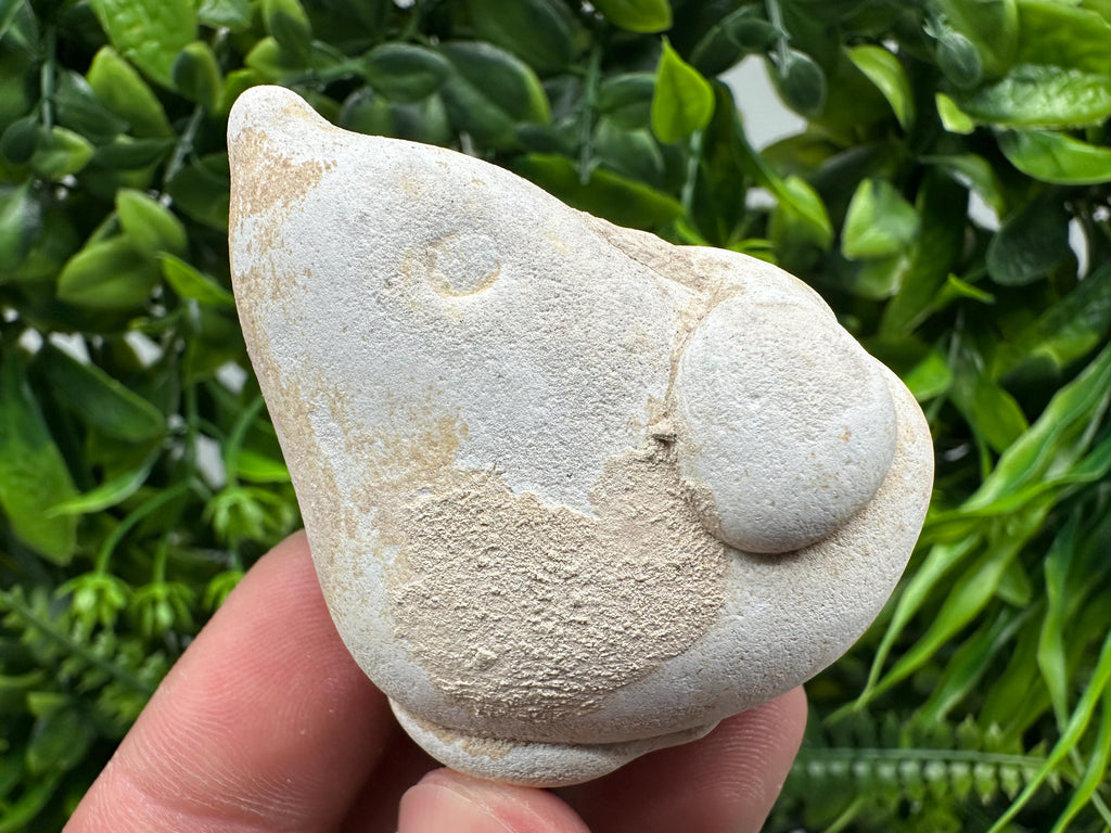 Menalite Crystal: White Fairy Stone, Moroccan A+ Grade