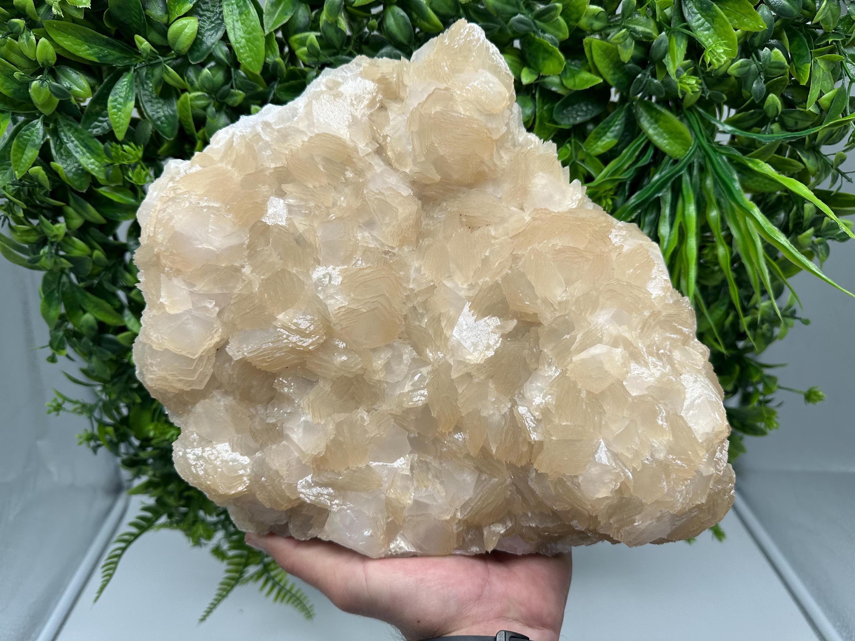 Extra Large Pink Manganocalcite Specimen: Krushev Dol Mine, Bulgaria