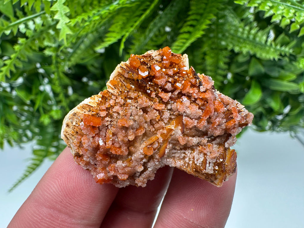 Red Vanadinite on Barite, Morocco Mineral Specimen Cluster