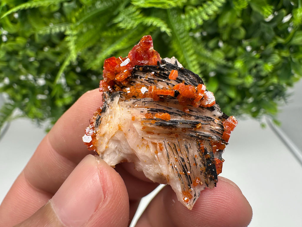 Red Vanadinite on Barite from Marocco,crystal minerals Speciment cluster Vanadinite crystal Vanadinite Geology Vanadinite cluster minerals