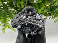 Borieva Mine Galena Sphalerite on Quartz, Bulgaria Crystal Specimen