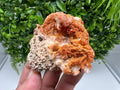 Red Vanadinite on Barite from Marocco,crystal minerals Speciment cluster Vanadinite crystal Vanadinite Geology Vanadinite cluster minerals