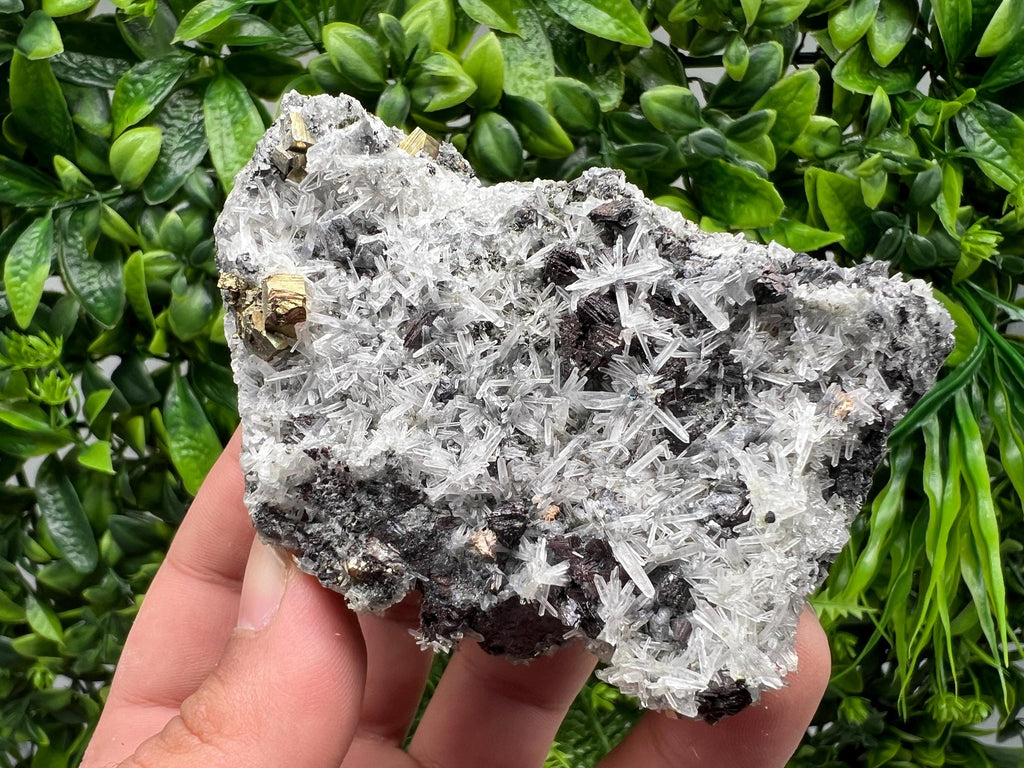 Rainbow Pyrite on Quartz with Oxide, Borieva Bulgaria