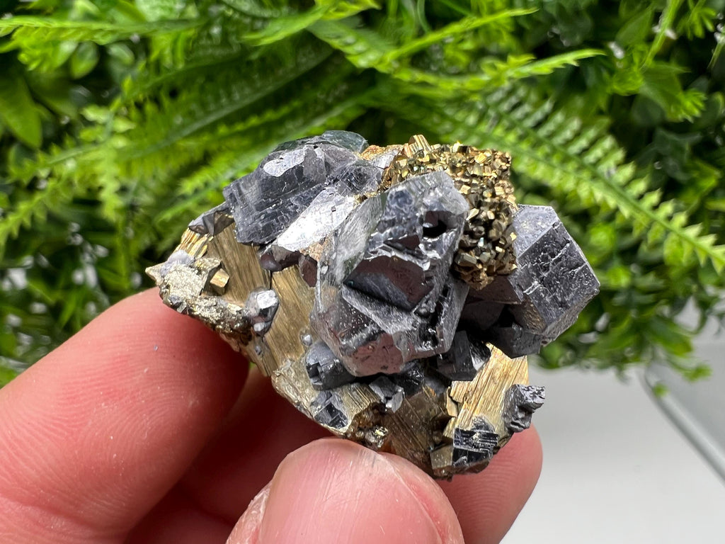 Galena on Pyrite Mineral Specimen: Borieva Mine, Bulgaria