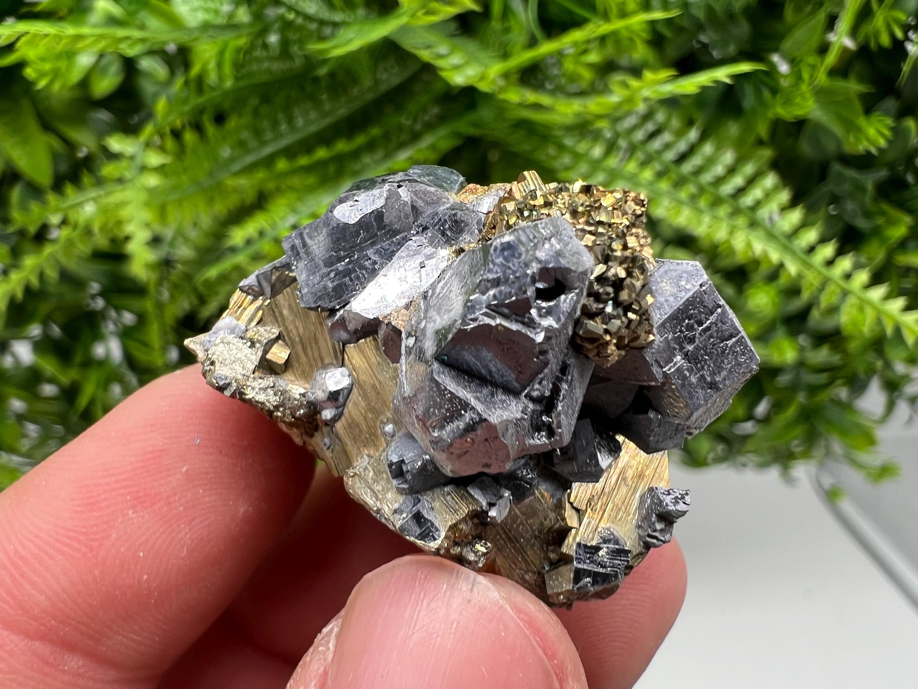 Galena on Pyrite Mineral Specimen: Borieva Mine, Bulgaria