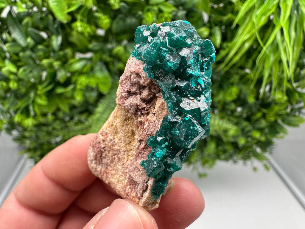 Stunning Green Dioptase from Sanda Hills,Mindouli,Pool Department,Mindouli District,Congo,green Dioptase,Dioptas Crystal,Dioptase collecting