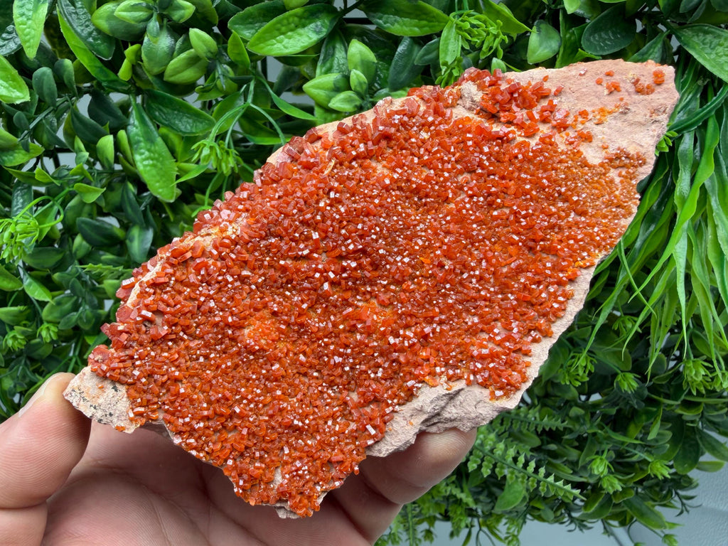 Red Vanadinite on Matrix from Marocco,crystal minerals Speciment cluster Vanadinite crystal Vanadinite Geology Vanadinite cluster minerals