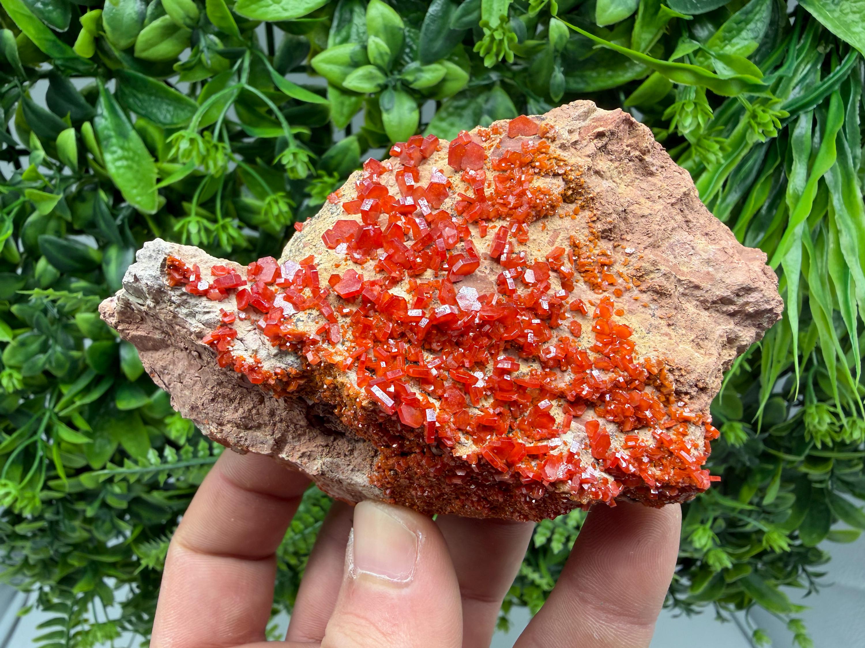 Red Vanadinite on Matrix from Marocco,crystal minerals Speciment cluster Vanadinite crystal Vanadinite Geology Vanadinite cluster minerals
