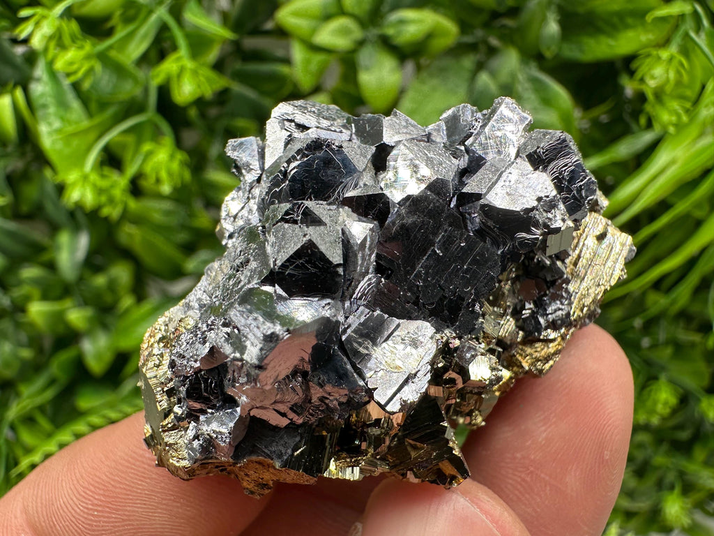 Galena on Pyrite Specimen: Borieva Mine, Bulgaria