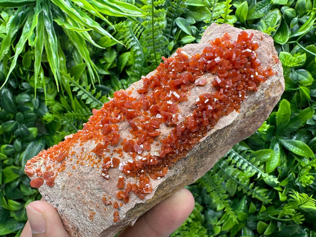 Red Vanadinite Crystal Cluster on Matrix, Morocco Specimen