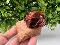 Orange-Brown Arcanite Mineral Specimen, Santa Ana Tin Mine