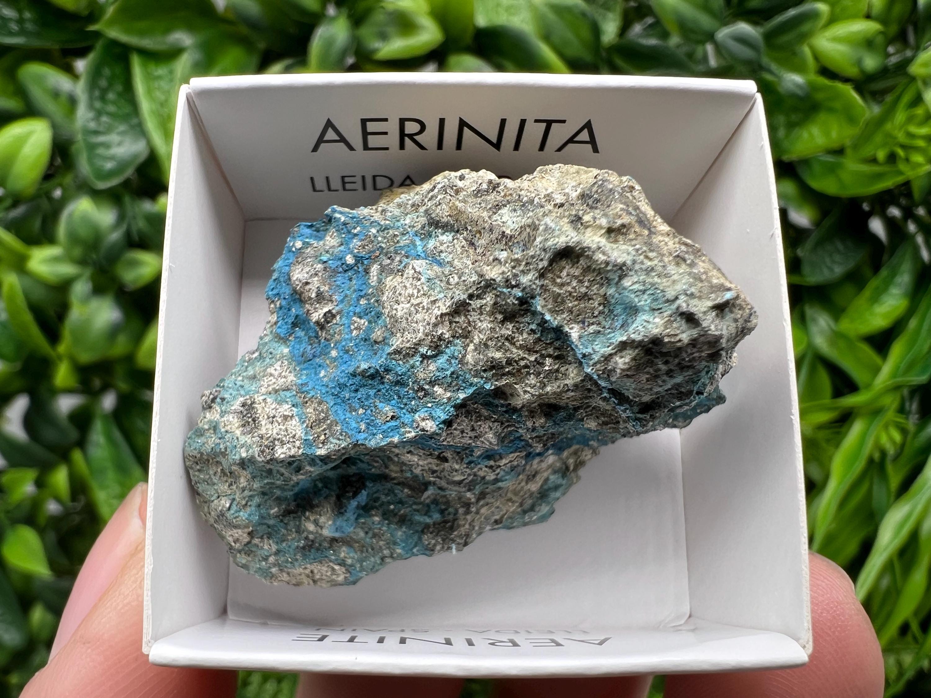 Rare Raw Aerinite Mineral Specimen: Lleida, Spain (4.5/3.5 CM)