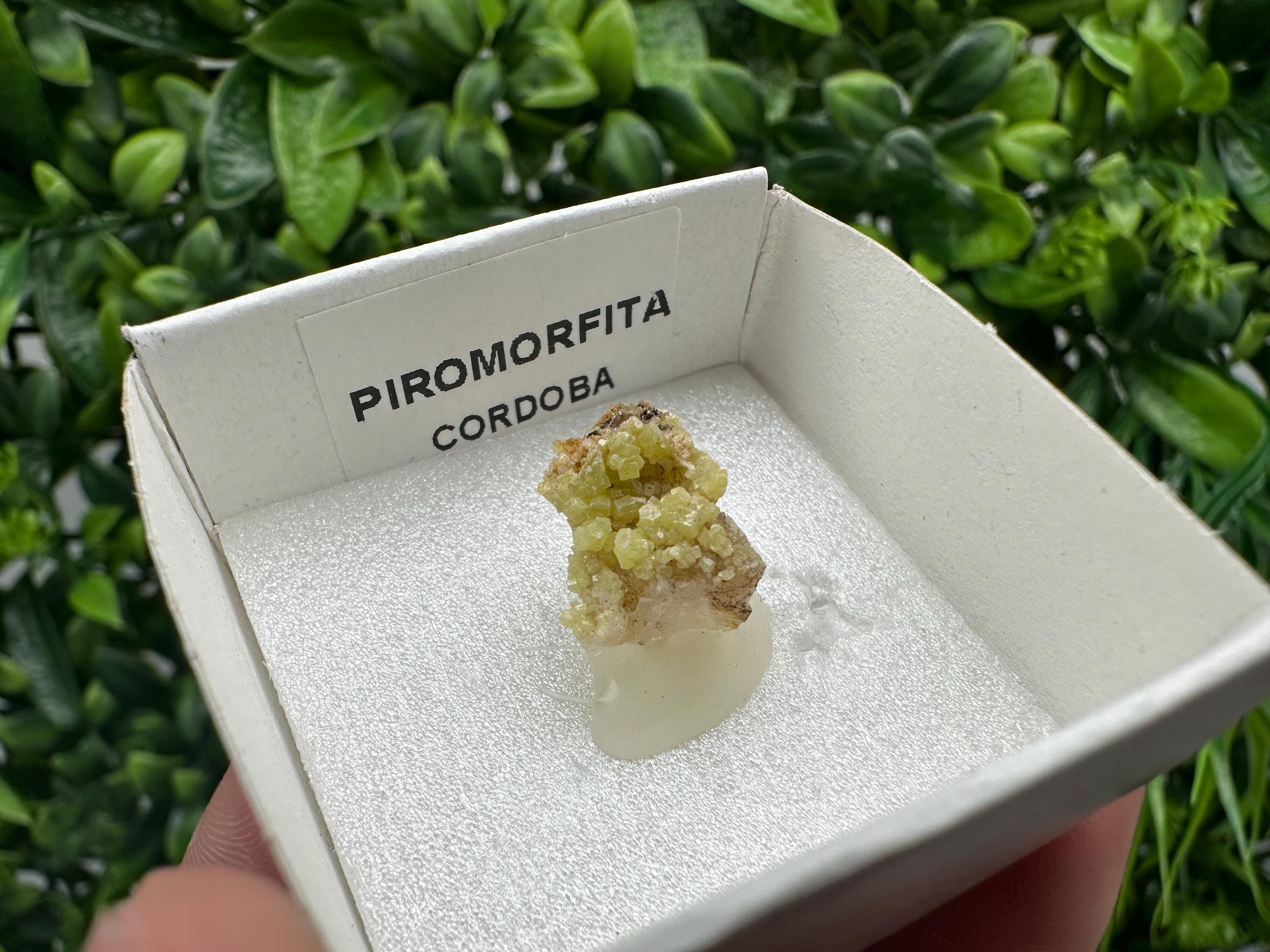 Raw Pyromorphite Crystal Cluster on Matrix, Mini Specimen