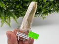 Golden Phantom Selenite Slab: Utah Raw Fishtail Selenite Wand