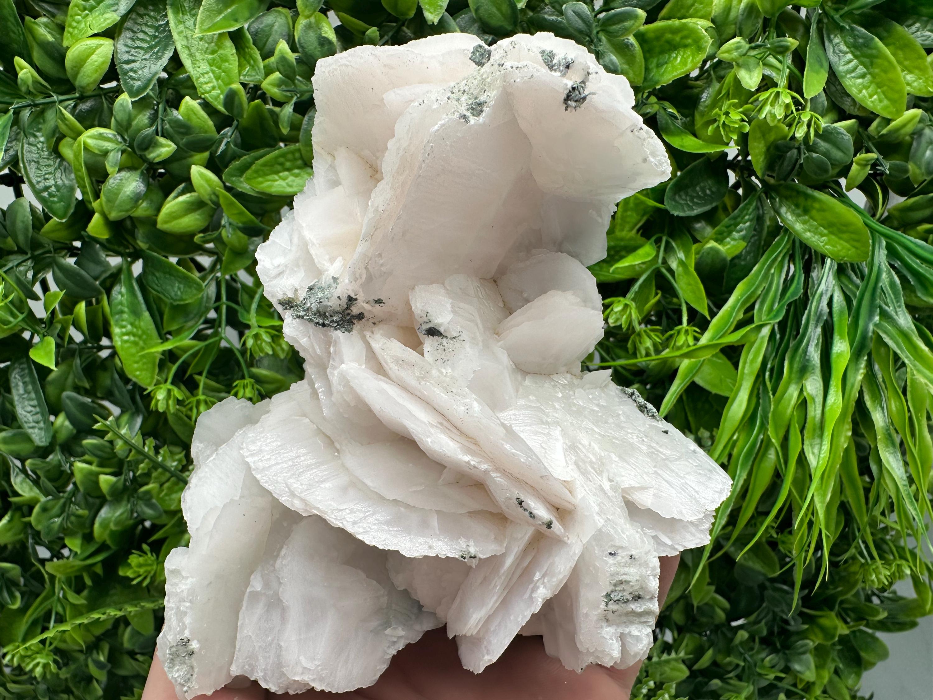 Mangano Calcite Wings on Chlorite Matrix, Bulgarian Mineral Specimen