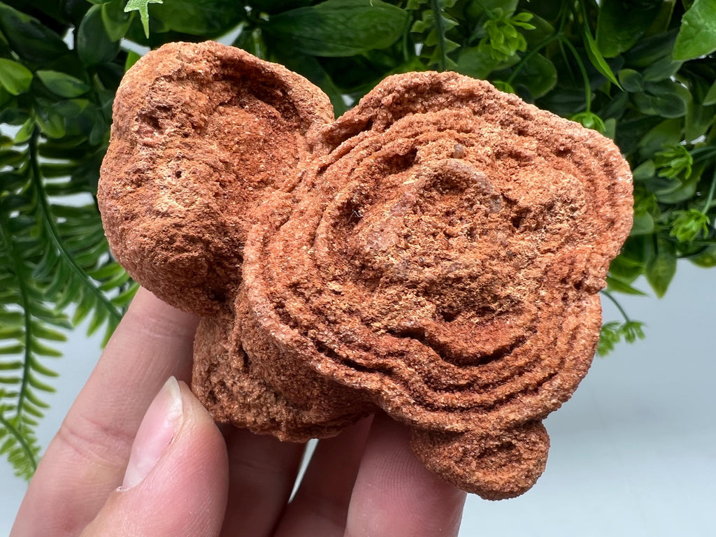 Raw Moroccan Stromatolite Fossil Specimen, Algae Stone for Meditation