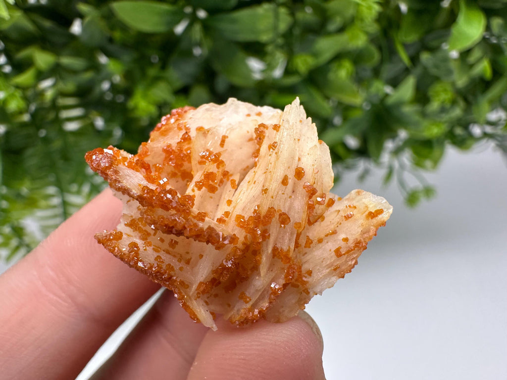Red Vanadinite on Barite, Moroccan Crystal Cluster