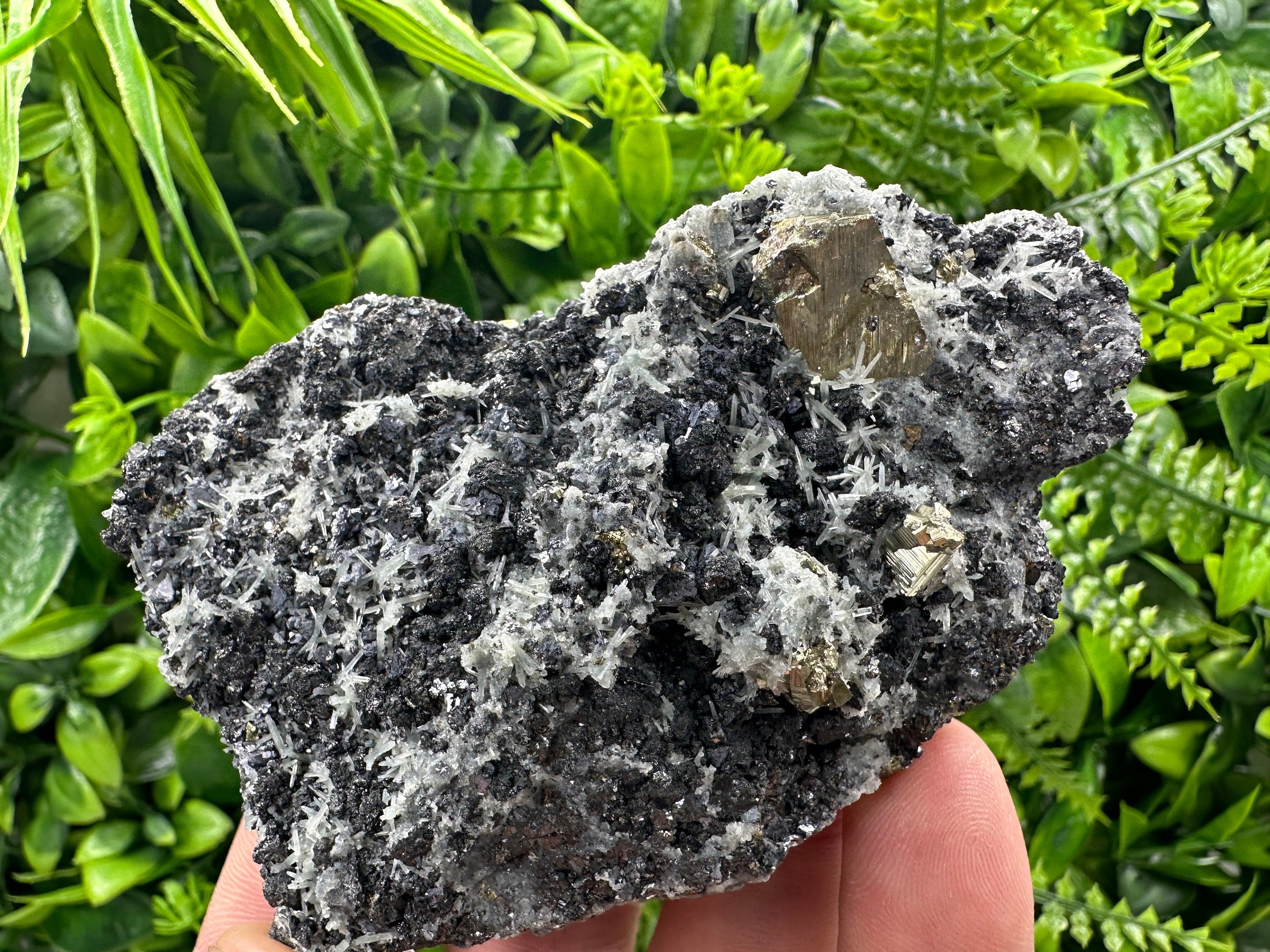 Pyrite on Quartz: Natural Crystal Mineral Specimen, Borieva Mine Bulgaria