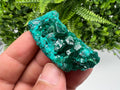 Stunning Green Dioptase from Sanda Hills,Mindouli,Pool Department,Mindouli District,Congo,green Dioptase,Dioptas Crystal,Dioptase collecting