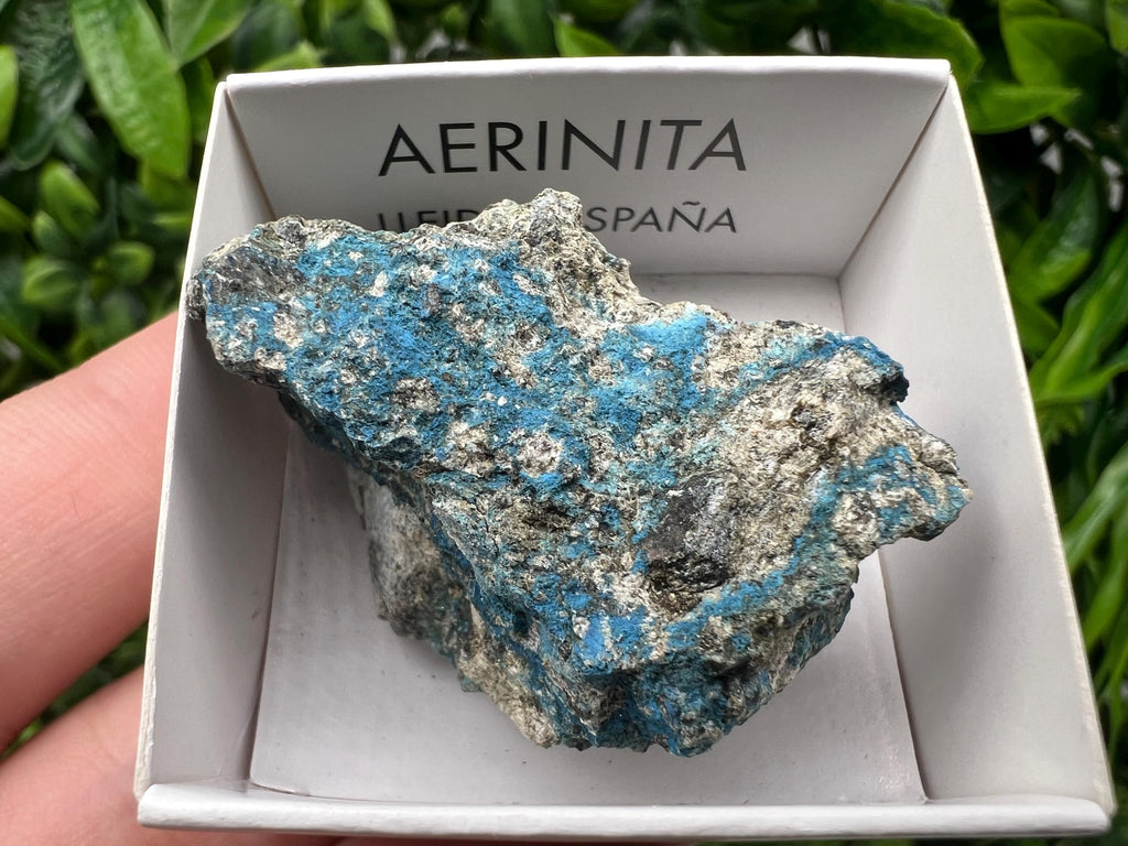 Rare Raw Aerinite Mineral Specimen: Lleida, Spain Crystal