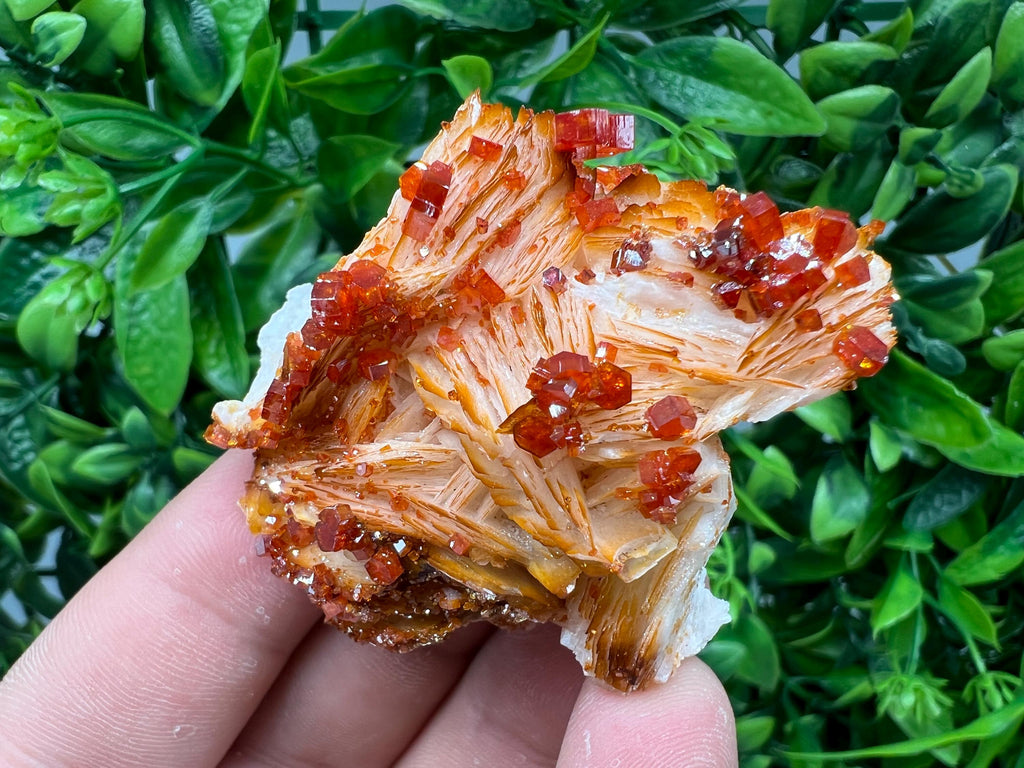 Red Vanadinite on Barite from Marocco,crystal minerals Speciment cluster Vanadinite crystal Vanadinite Geology Vanadinite cluster minerals