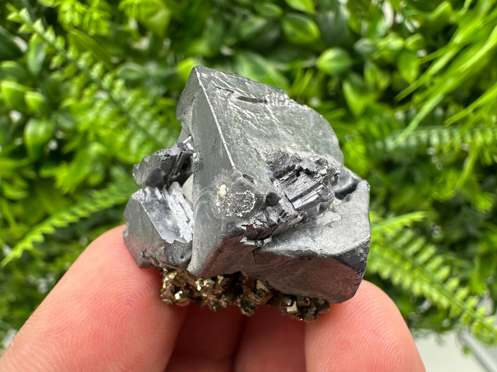 Galena on Pyrite Specimen: Borieva Mine, Bulgaria