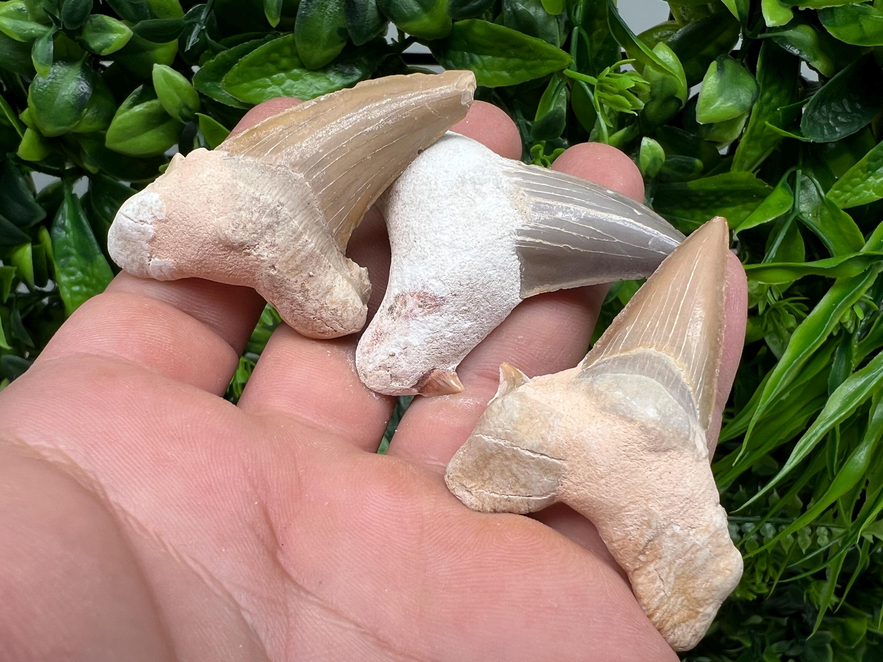 Middle Size Shark Fossil Tooth: Protection & Strength Souvenir
