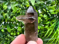 Rare Smoky Quartz Crystal Specimen, Brazil