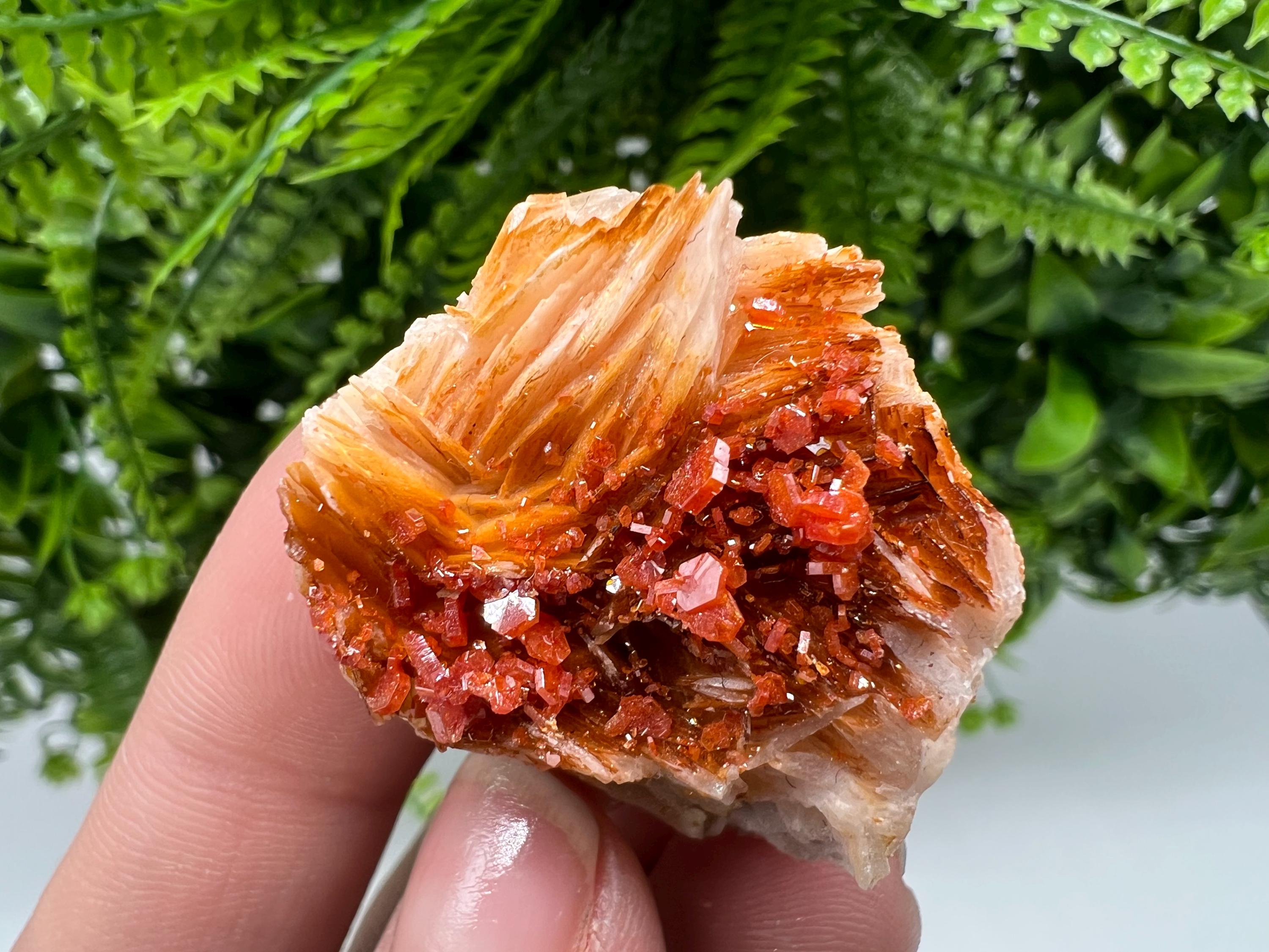 Red Vanadinite on Barite from Marocco,crystal minerals Speciment cluster Vanadinite crystal Vanadinite Geology Vanadinite cluster minerals