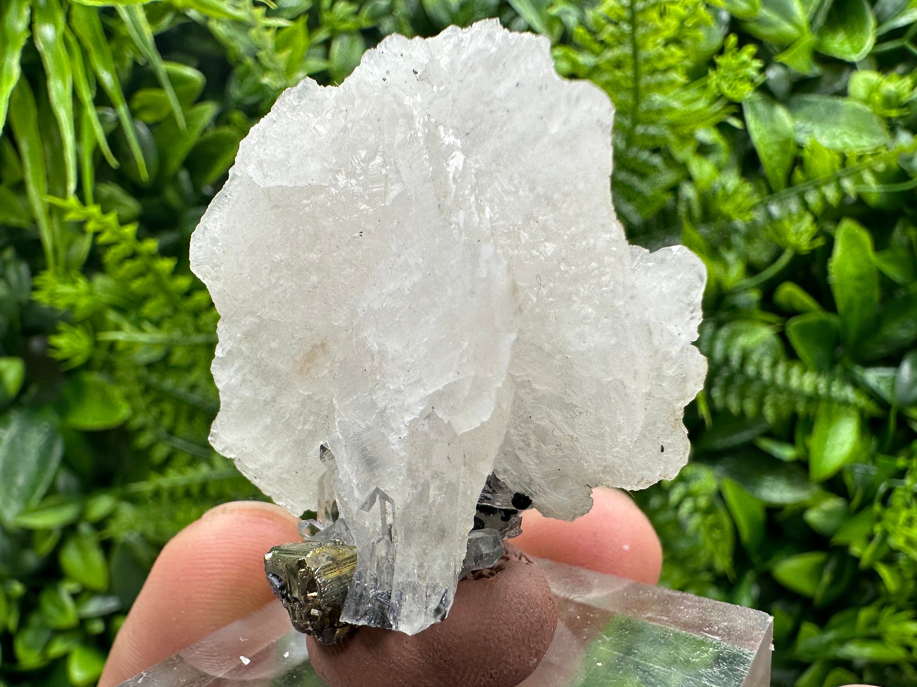 Mangano Calcite Wing on Quartz with Pyrite, Madan Bulgaria Mineral Specimen
