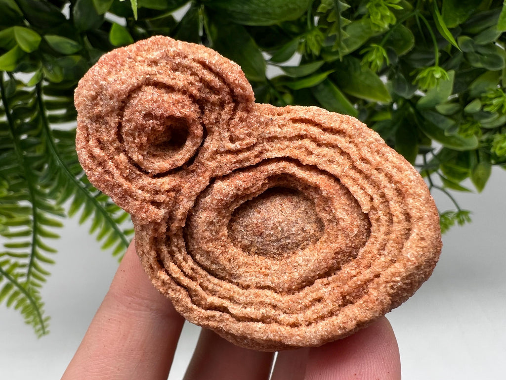 Raw Moroccan Stromatolite Fossil Specimen, Algae Fossil